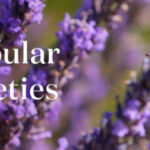 Lavender_LandingPageHeader-copy-scaled.jpg
